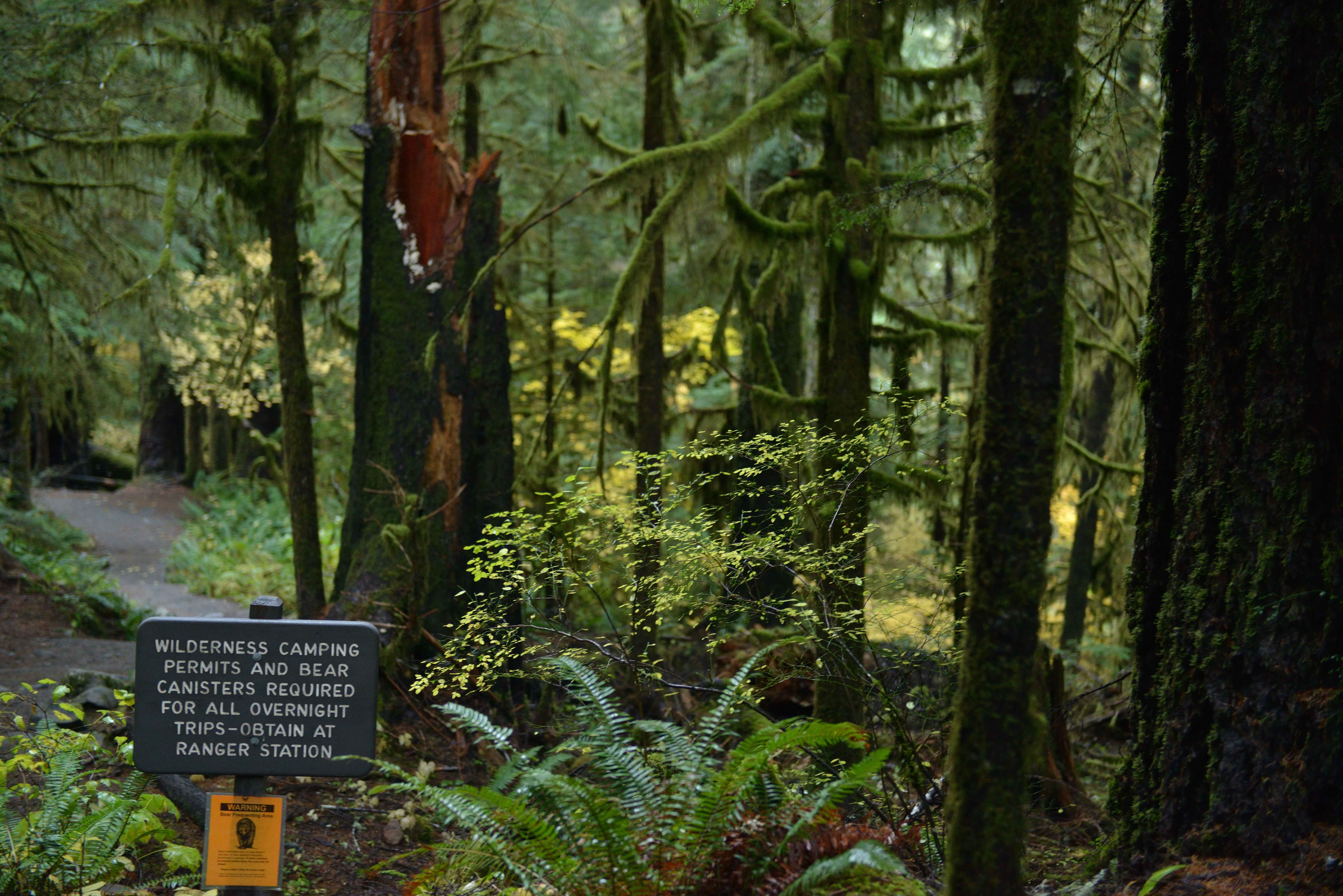 Hoh Rain Forest