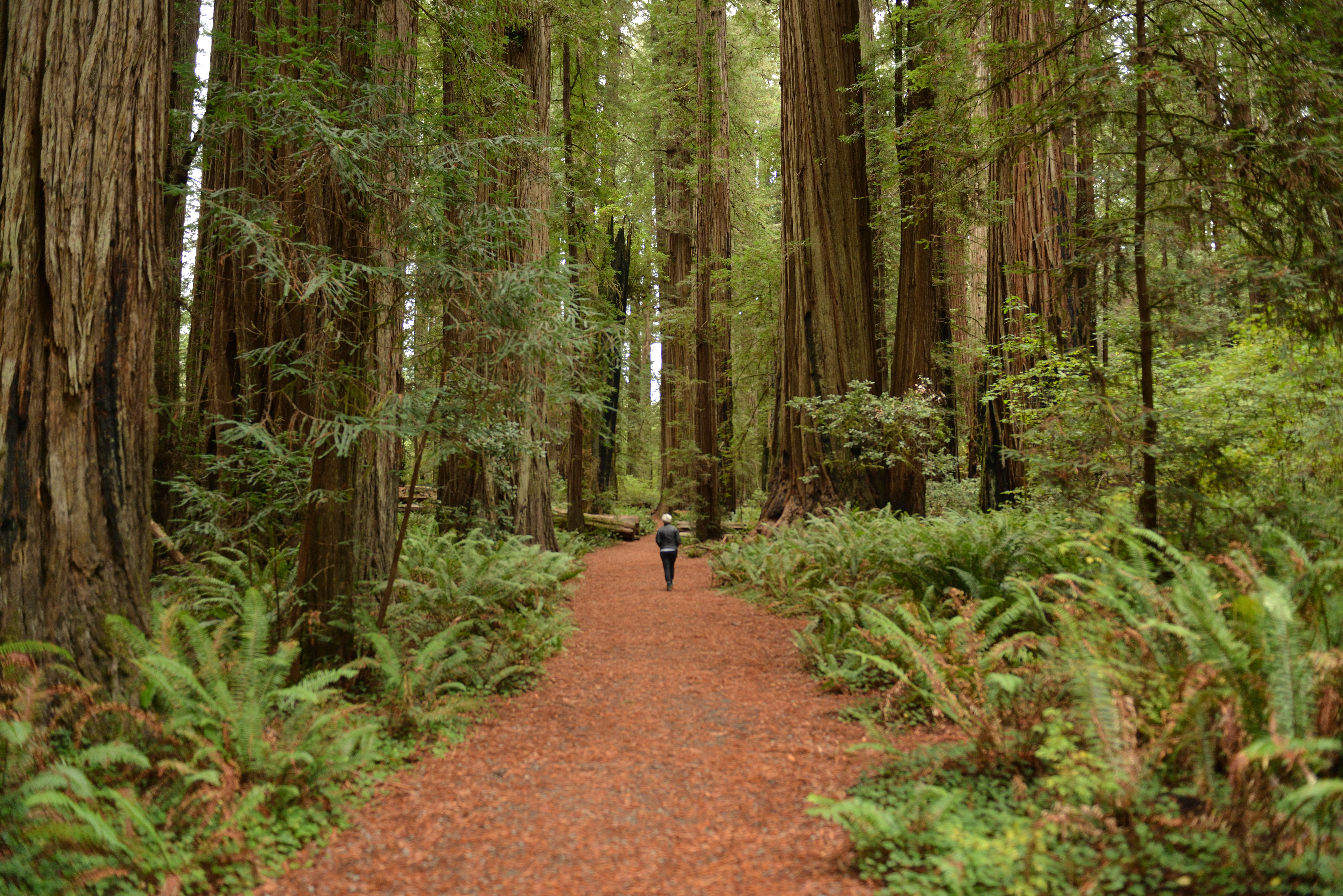 Redwoods National Park