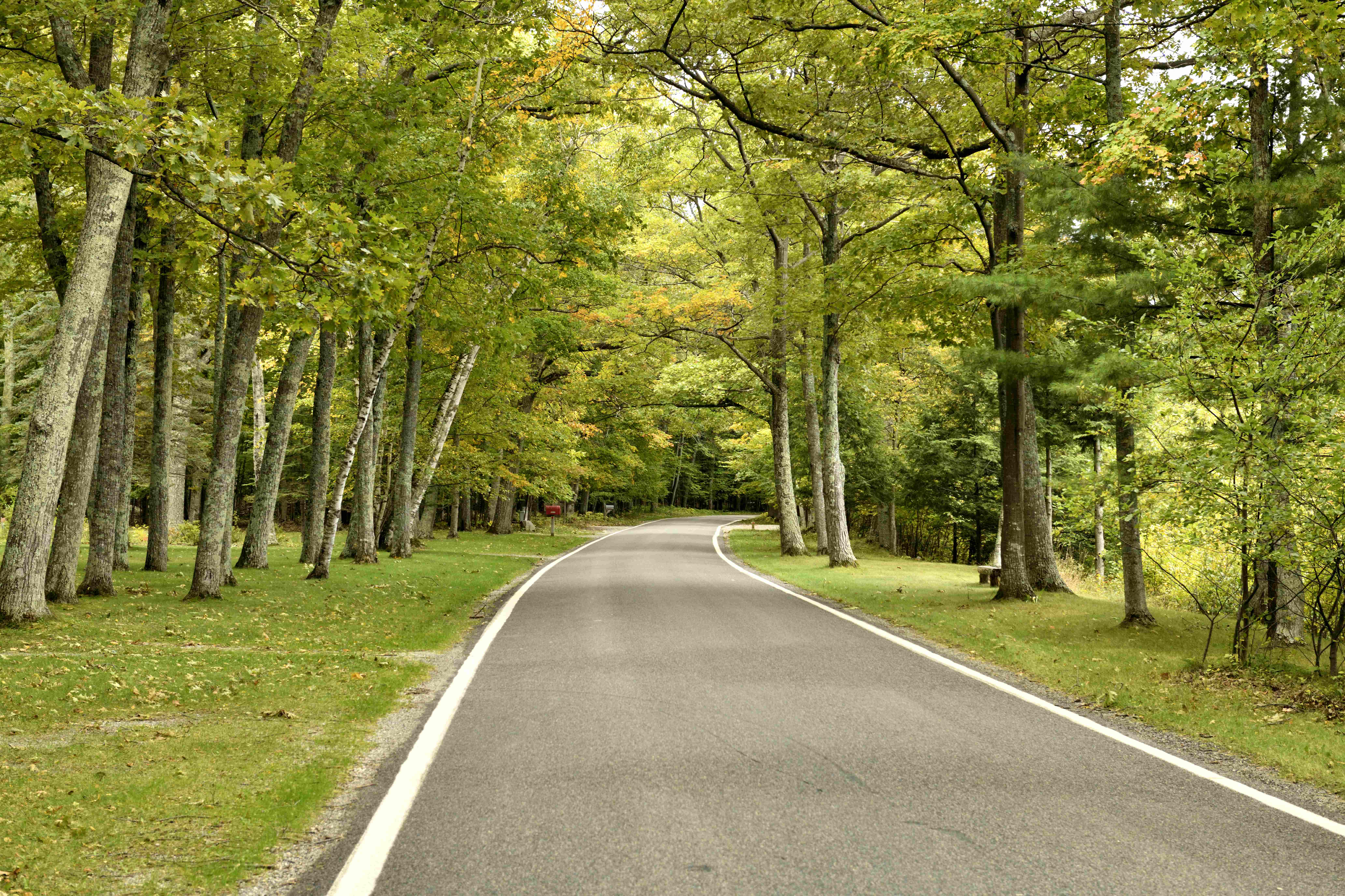 Tunnel of Trees