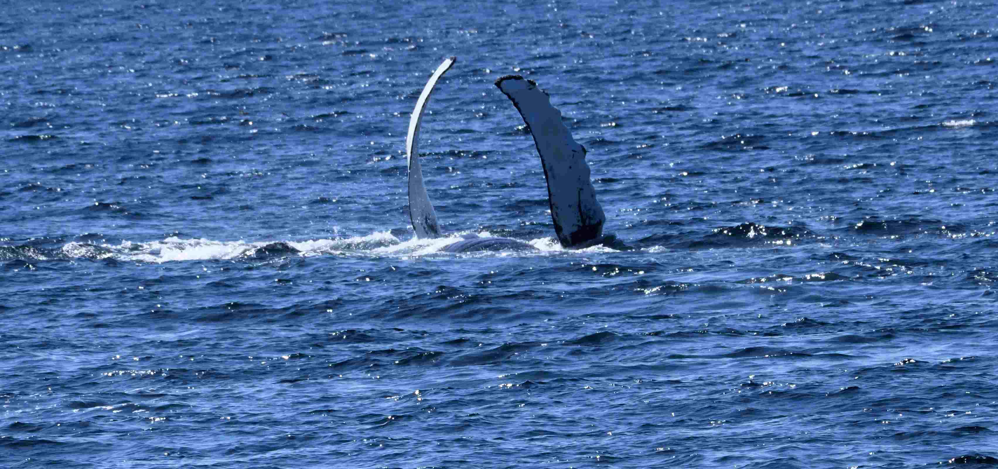 Gatherall Puffin/Whale Tour