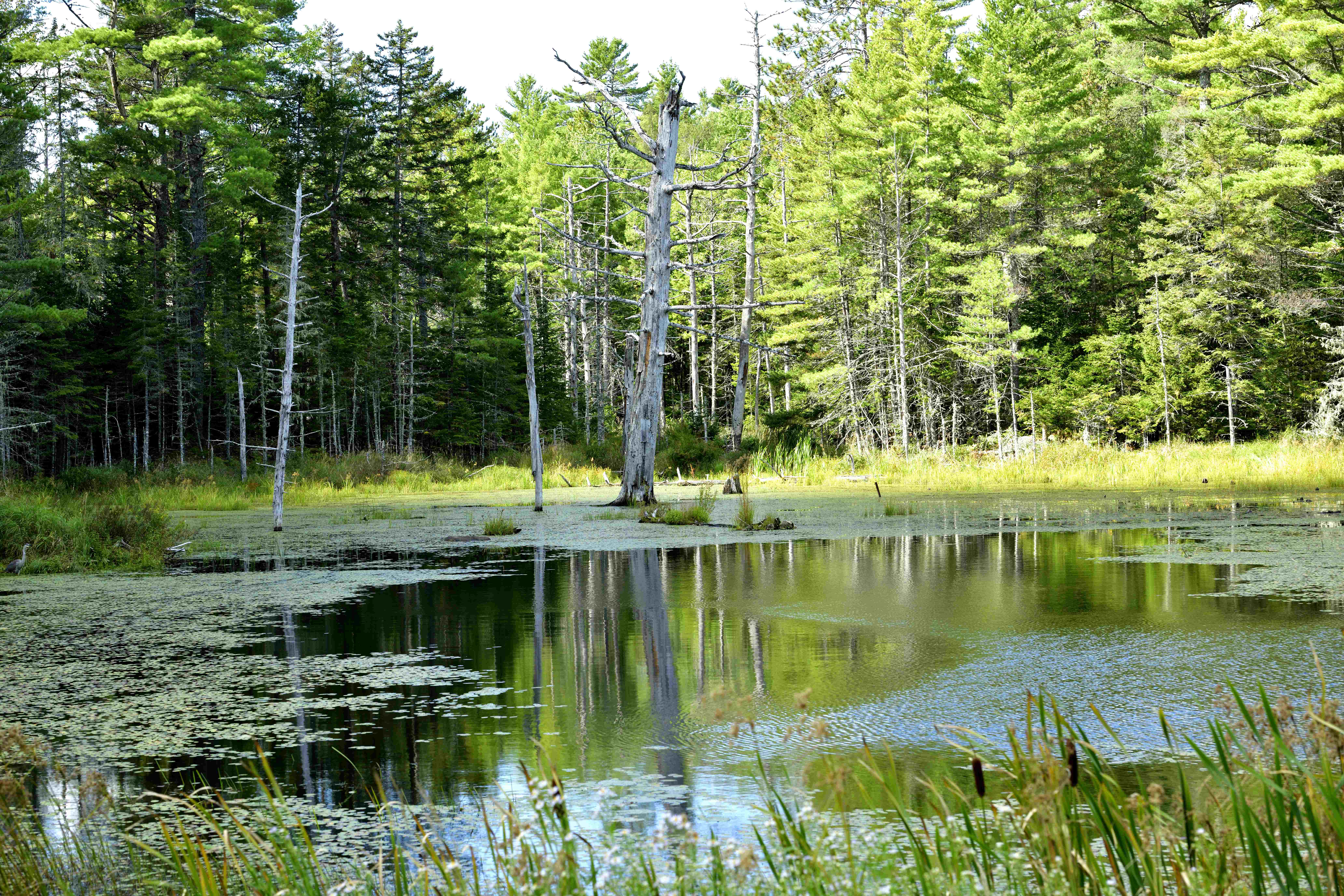 Moosehorn National Wildlife Refuge