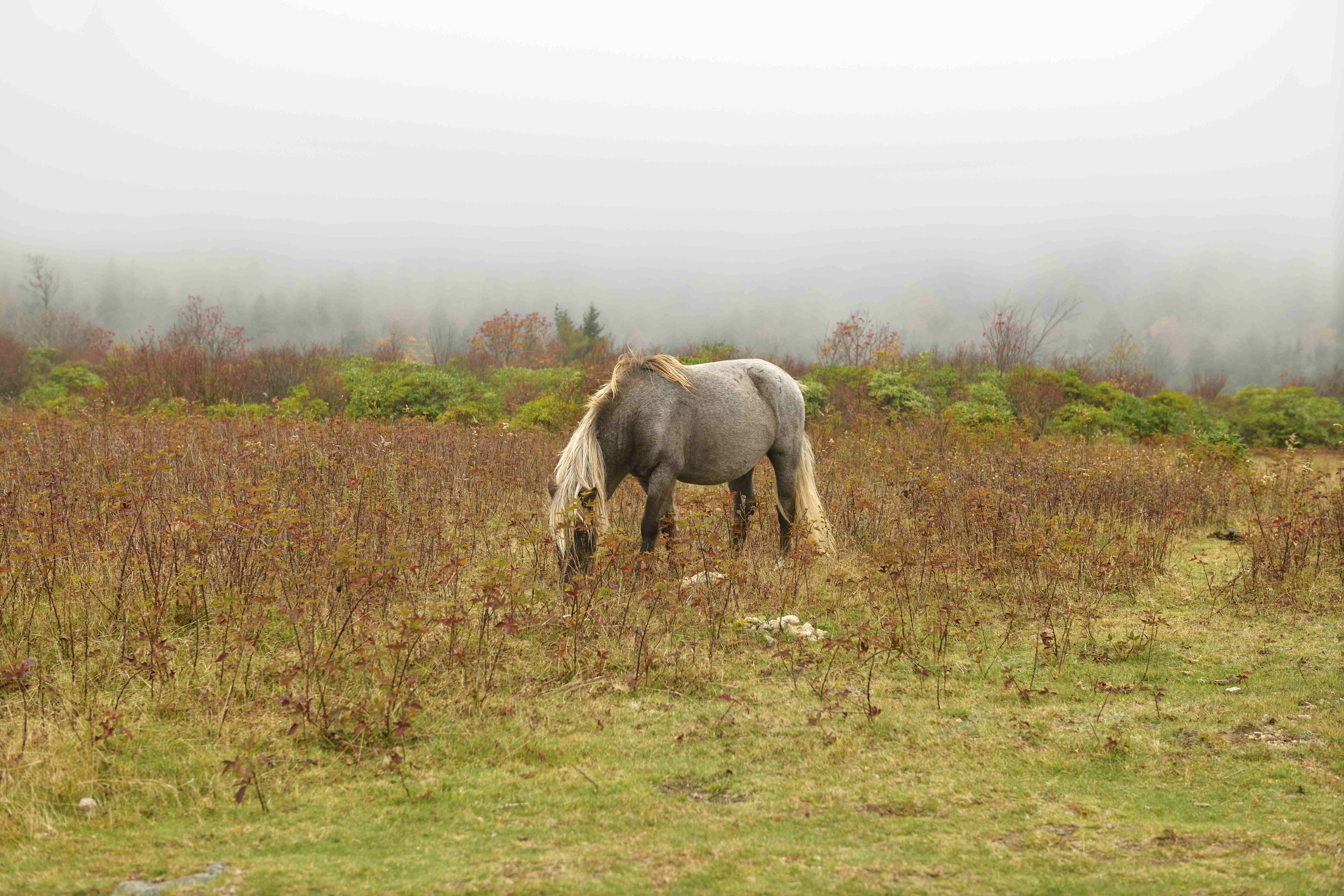 Grayson Highlands State Park