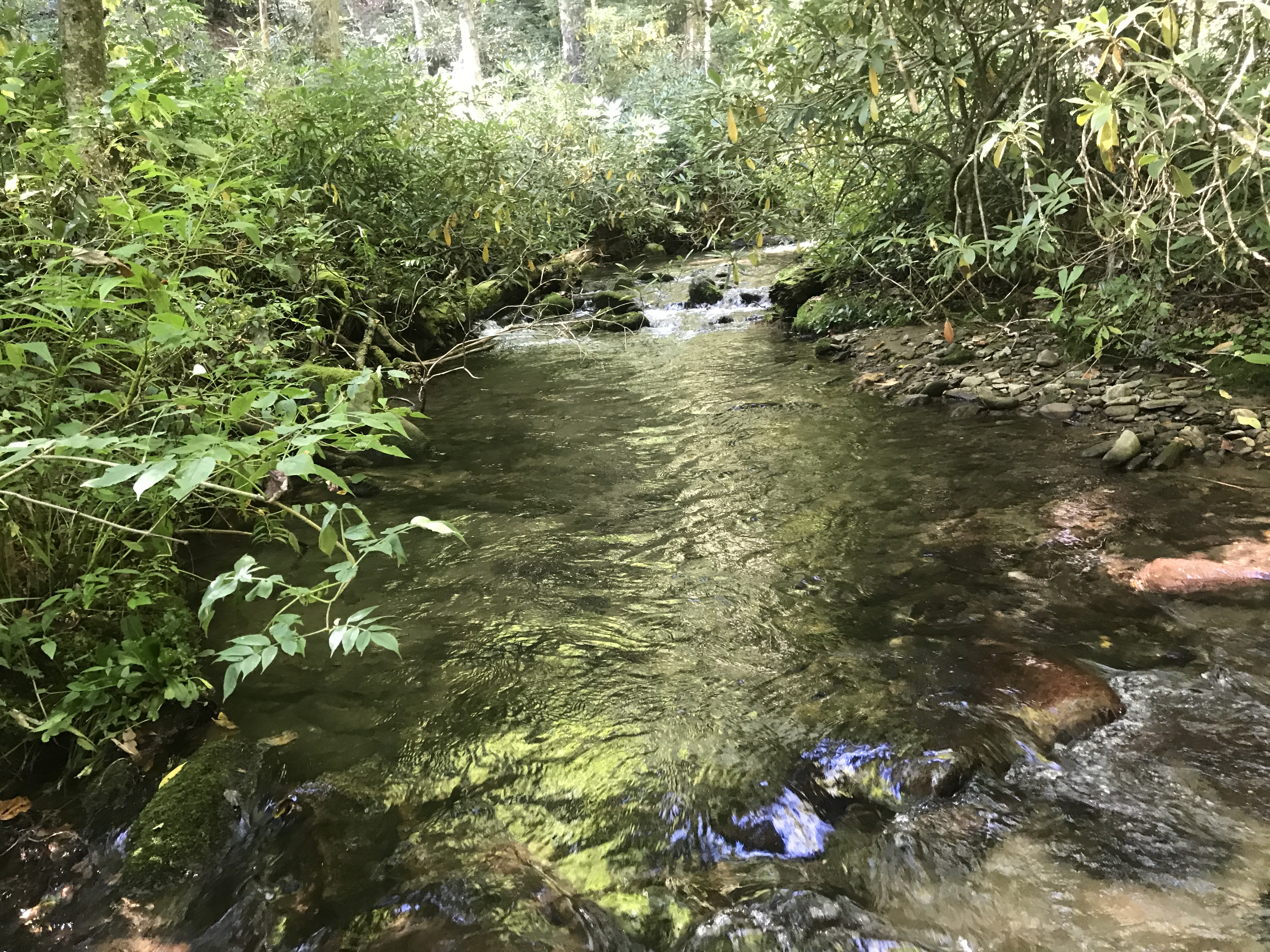 Chasteen Creek