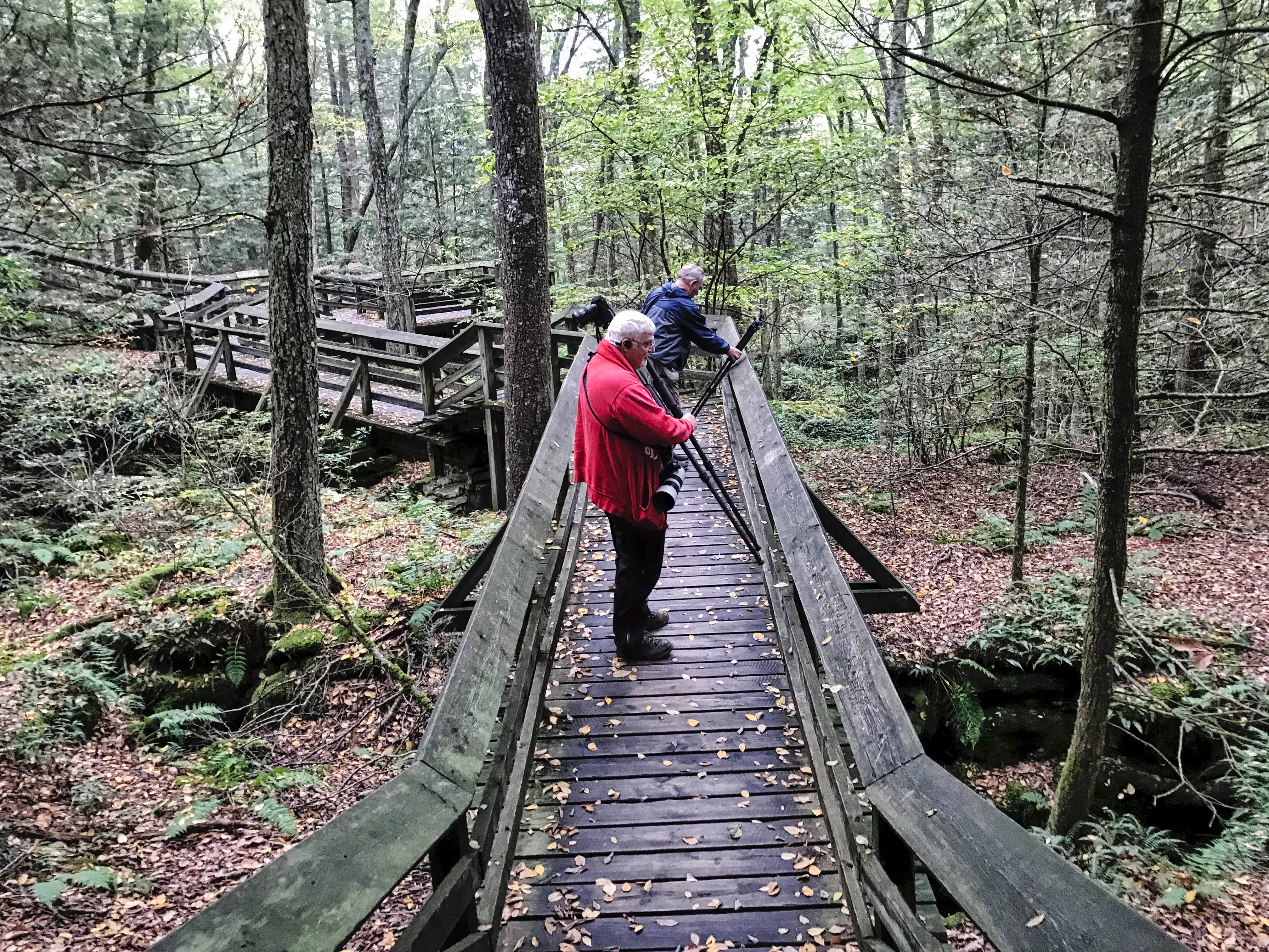 Beartown State Park, West Virginia