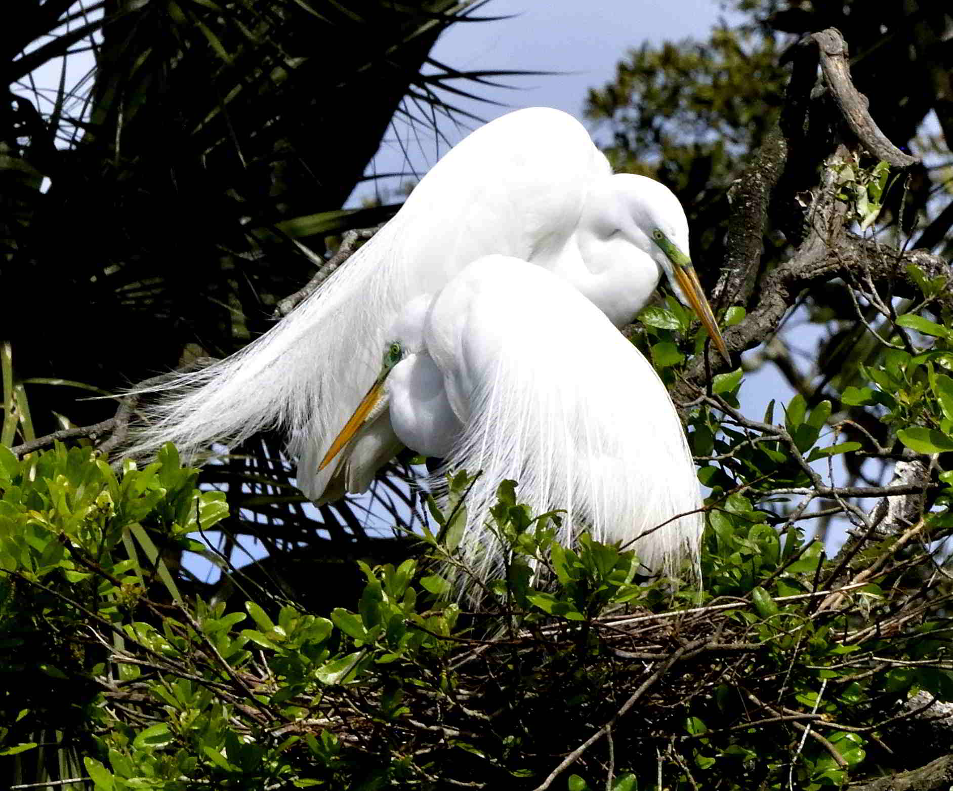 St. Augustine Alligator Farm Zoological Park