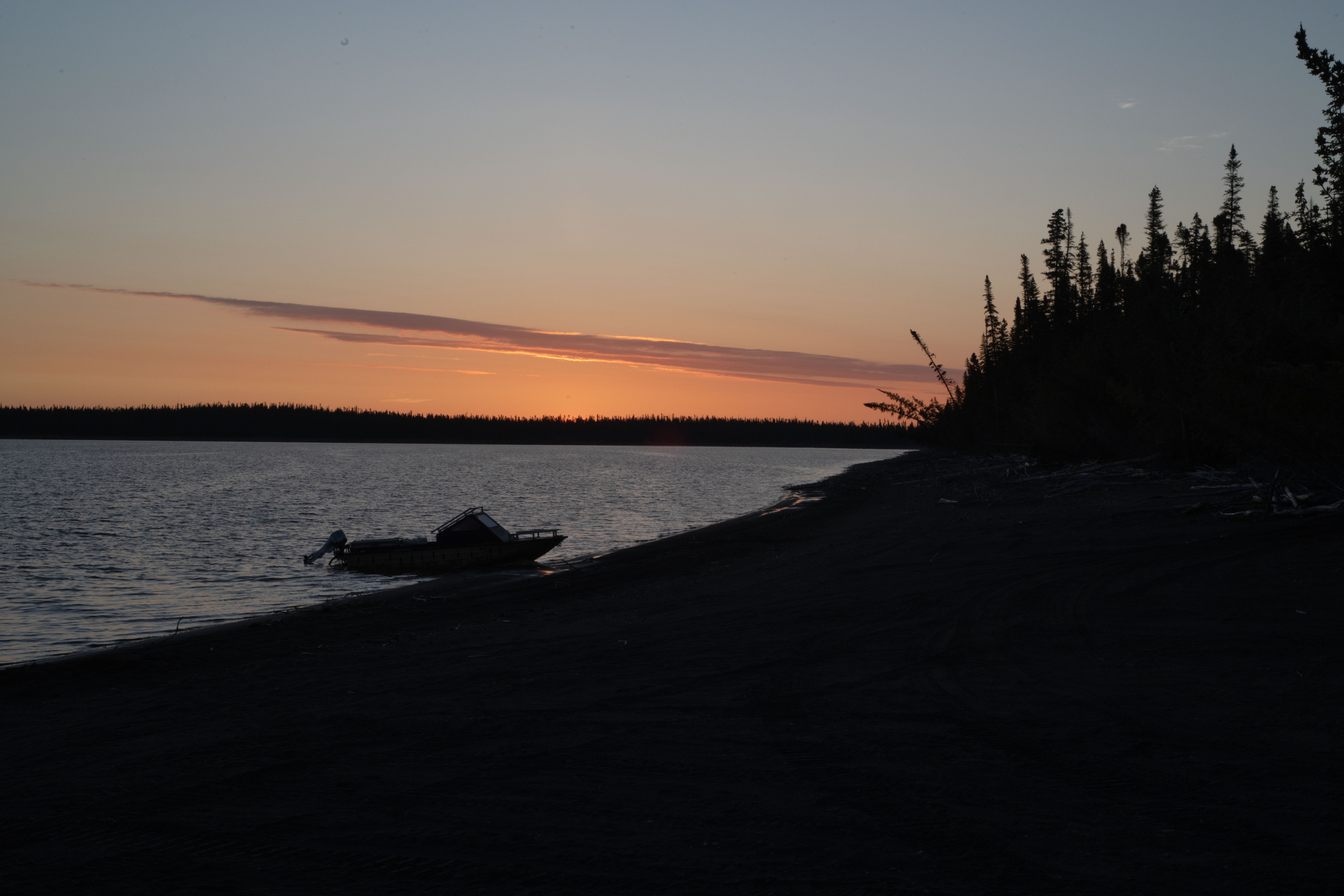 Labrador 3